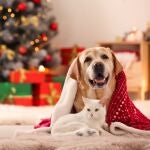 Un 36% de las protectoras de España apuntan a un aumento significativo de peticiones de adopción de perros y gatos antes de Navidad