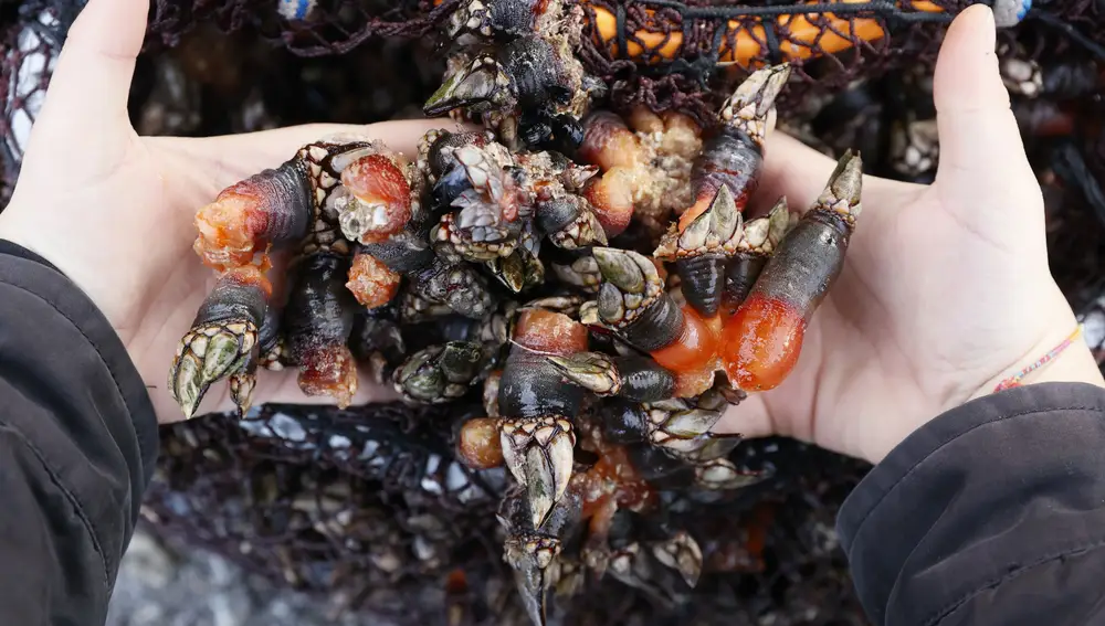 Los percebes de O Roncudo alcanzarán los precios más altos estas navidades