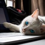 Un gato en un ordenador