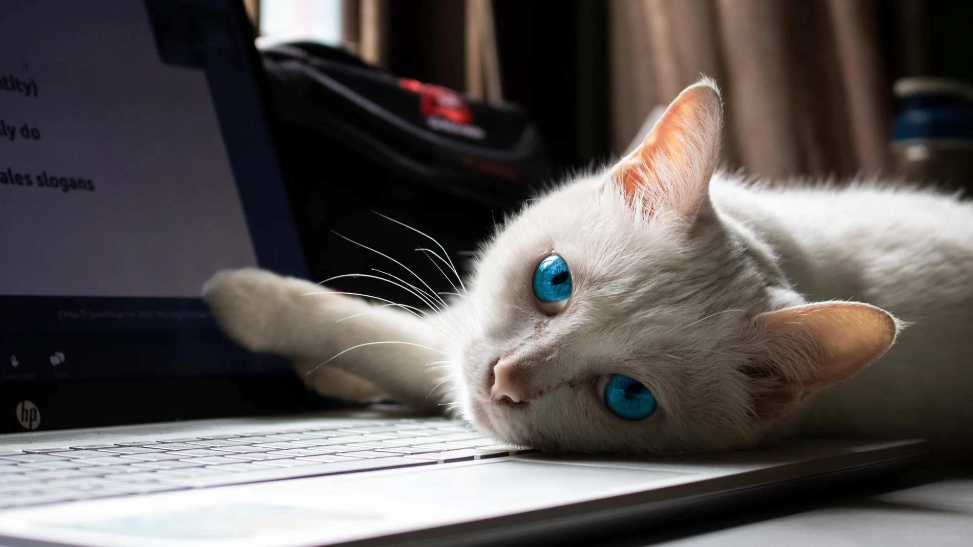 Un gato en un ordenador