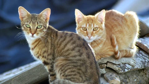 Detectados nuevos casos de gripe aviar en gatos en Polonia