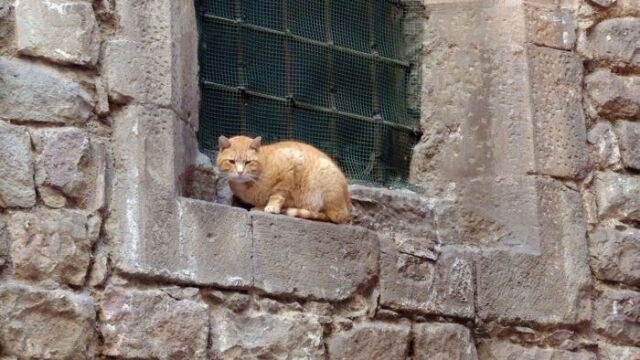 Imagen de archivo de un gato.
