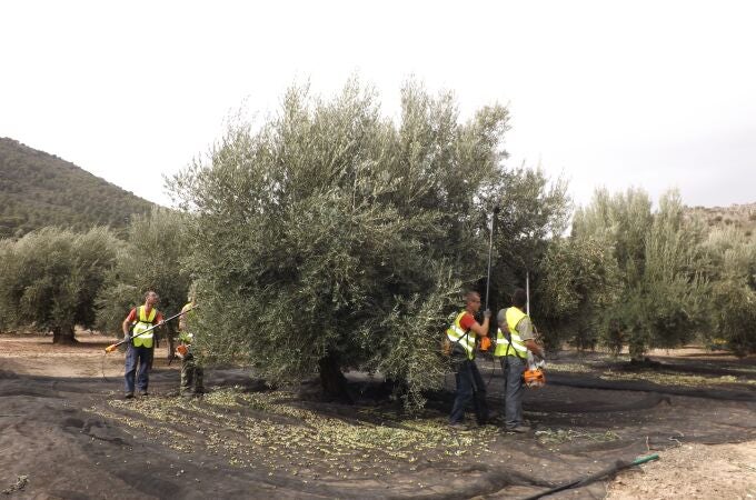 Recogida de aceituna. CRDO SIERRA MÁGINA