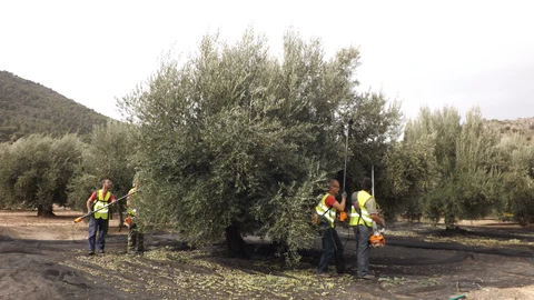 Recogida de aceituna. CRDO SIERRA MÁGINA