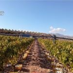 Investigan la estafa de 45 toneladas de uva con denominación de origen protegida en Medio Vinalopó