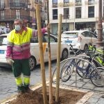 Dos trabajadores plantan árboles en Sevilla. AYUNTAMIENTO DE SEVILLA