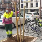 Dos trabajadores plantan árboles en Sevilla. AYUNTAMIENTO DE SEVILLA