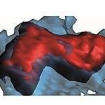 Ejemplo de neutrófilos (rojos) dentro de un capilar sanguíneo (azul) capturados por microscopía intravital