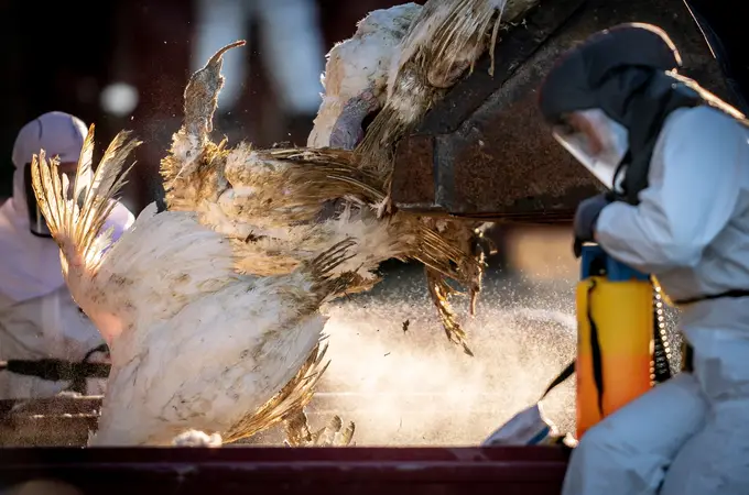 La OMS confirma un segundo caso en humanos de gripe aviar en España