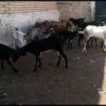 Algunas de las cabras encontradas en la explotación ganadera. GUARDIA CIVIL