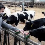 El presidente del PPCV, Carlos Mazón, visita las instalaciones de la granja More Holstein en Bétera para mostrar su apoyo al sector cárnico valenciano.