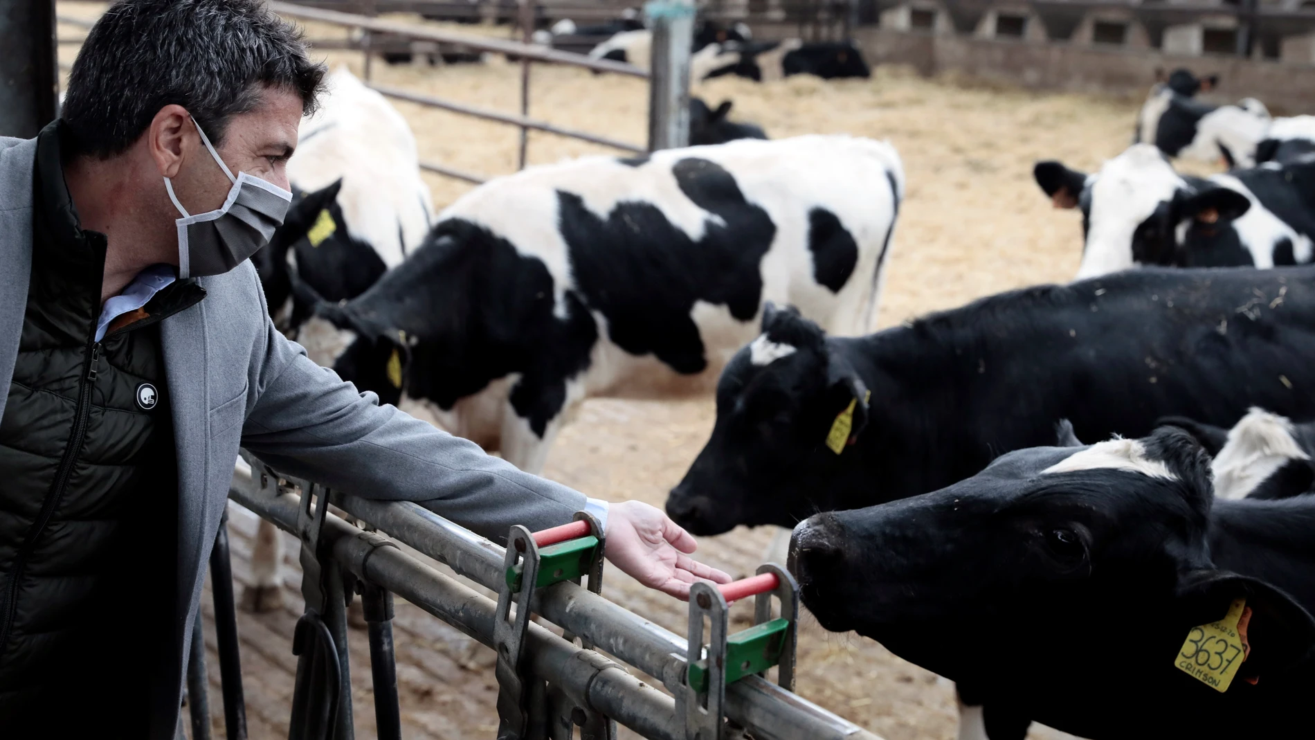 El presidente del PPCV, Carlos Mazón, visita las instalaciones de la granja More Holstein en Bétera para mostrar su apoyo al sector cárnico valenciano.