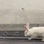 Un conejo salta a lo largo de una cinta de correr, estimulando una carga piezoeléctrica en su rodilla de bioingeniería