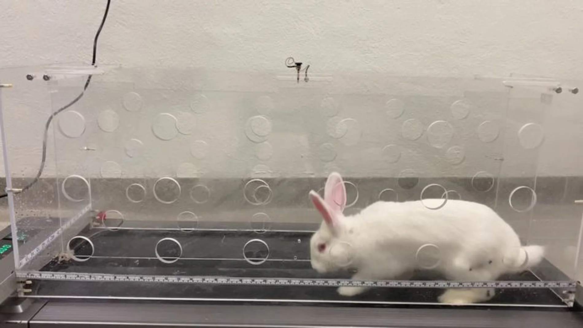 Un conejo salta a lo largo de una cinta de correr, estimulando una carga piezoeléctrica en su rodilla de bioingeniería
