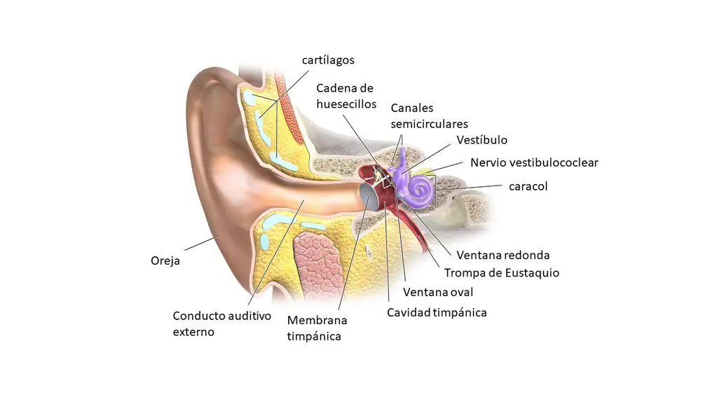 Las diferentes partes del oído.