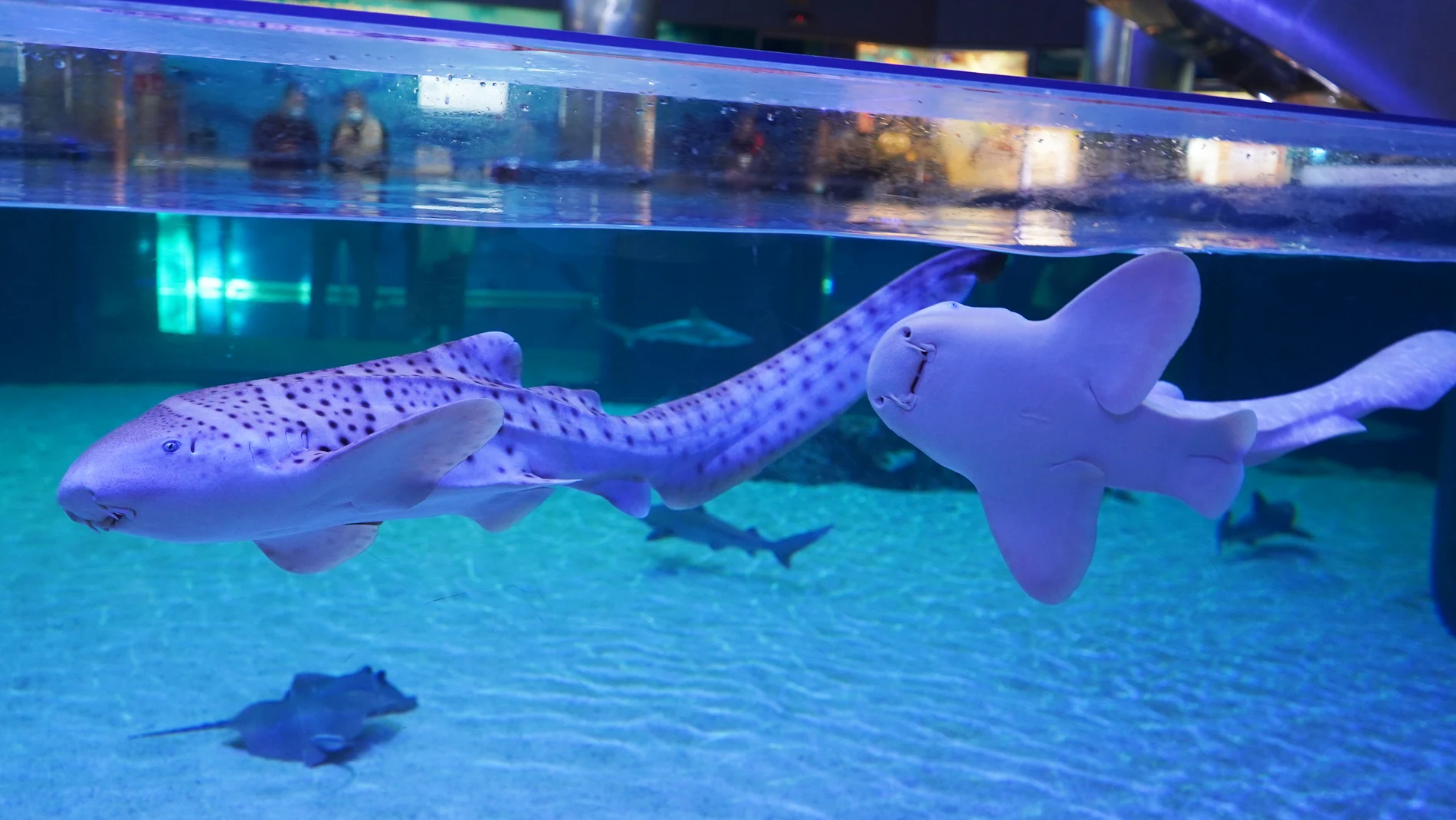 Los dos tiburones, en el parque valenciano