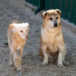 Perros en adopción Protectora Colmenar VIejo