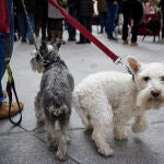 Dos perros pasean en el Palacio de Cibeles