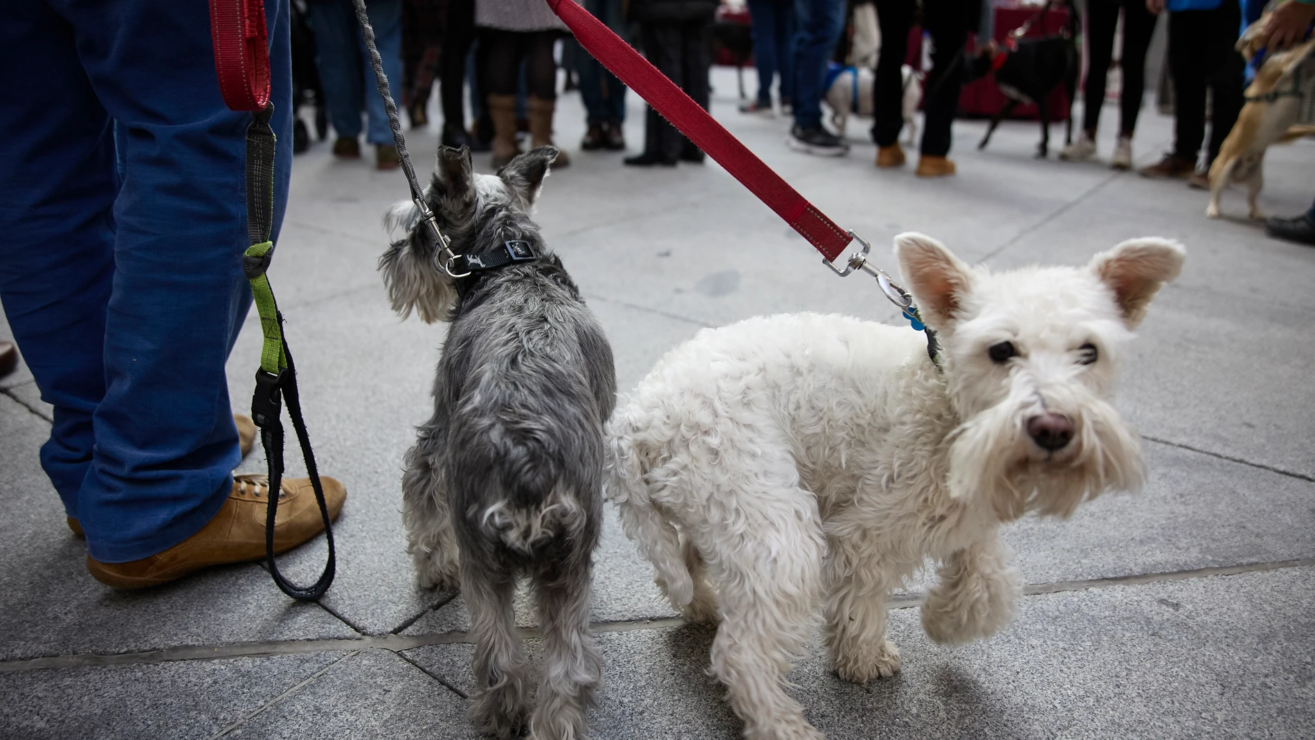 Dos perros pasean en el Palacio de Cibeles