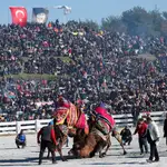  El festival de lucha de camellos en Turquía que se celebra desde hace 40 años