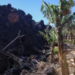 GRAFCAN9278. TAZACORTE (LA PALMA) (ESPAÑA), 13/01/2022.-- Imagen de una finca de plátanos de Tazacorte, en La Palma, afectada por la erupción del volcán de Cumbre Vieja. EFE / Luis G Morera