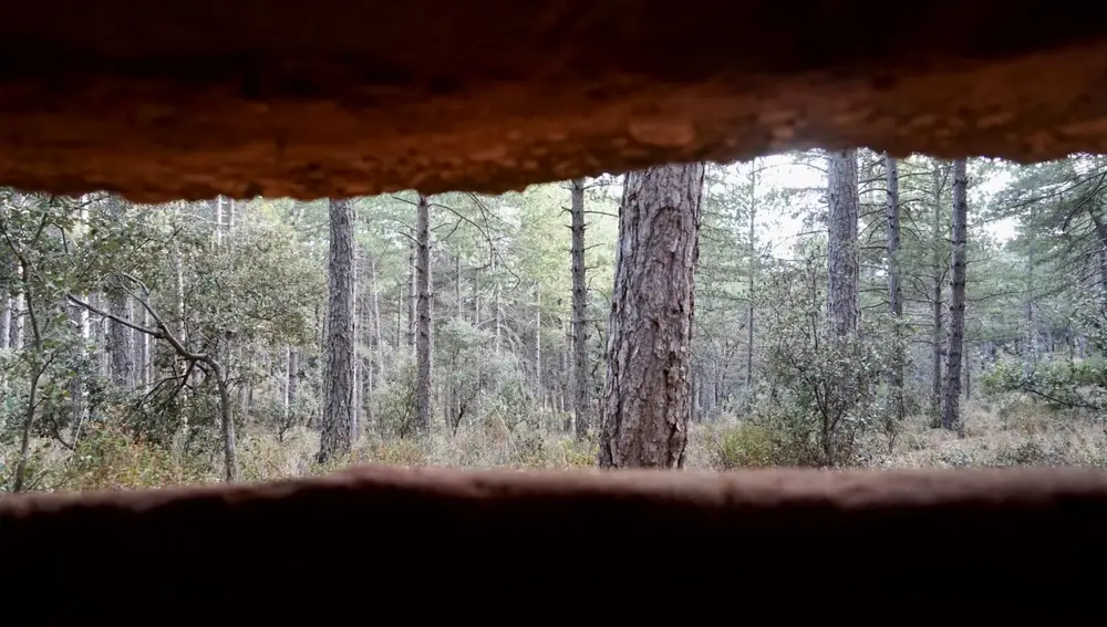 Vista del pinar desde uno de los nidos de ametralladoras.
