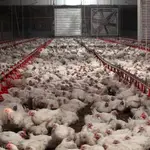 Granjas de pollos en Castilla-La Mancha