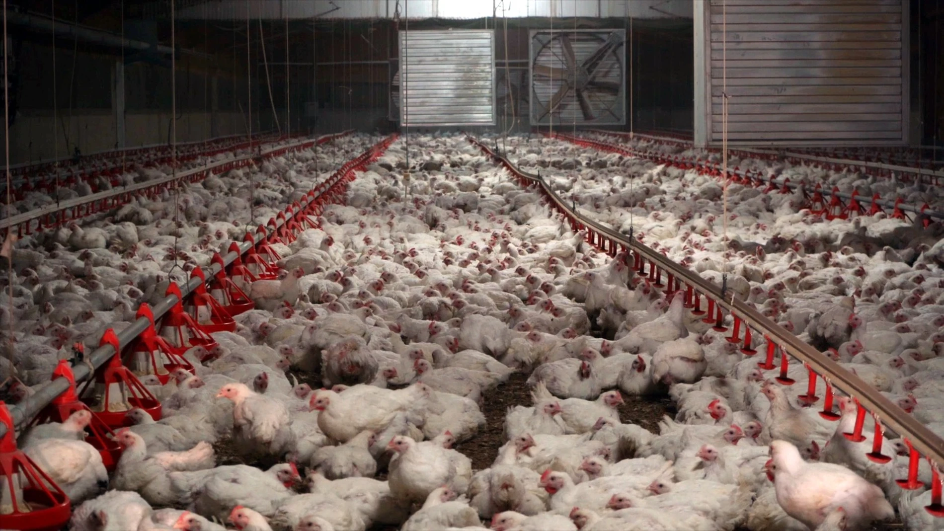 Cierres masivos de granjas avícolas al no poder afrontar el incremento de  costes