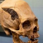 Cráneo perteneciente a un guerrero peruano