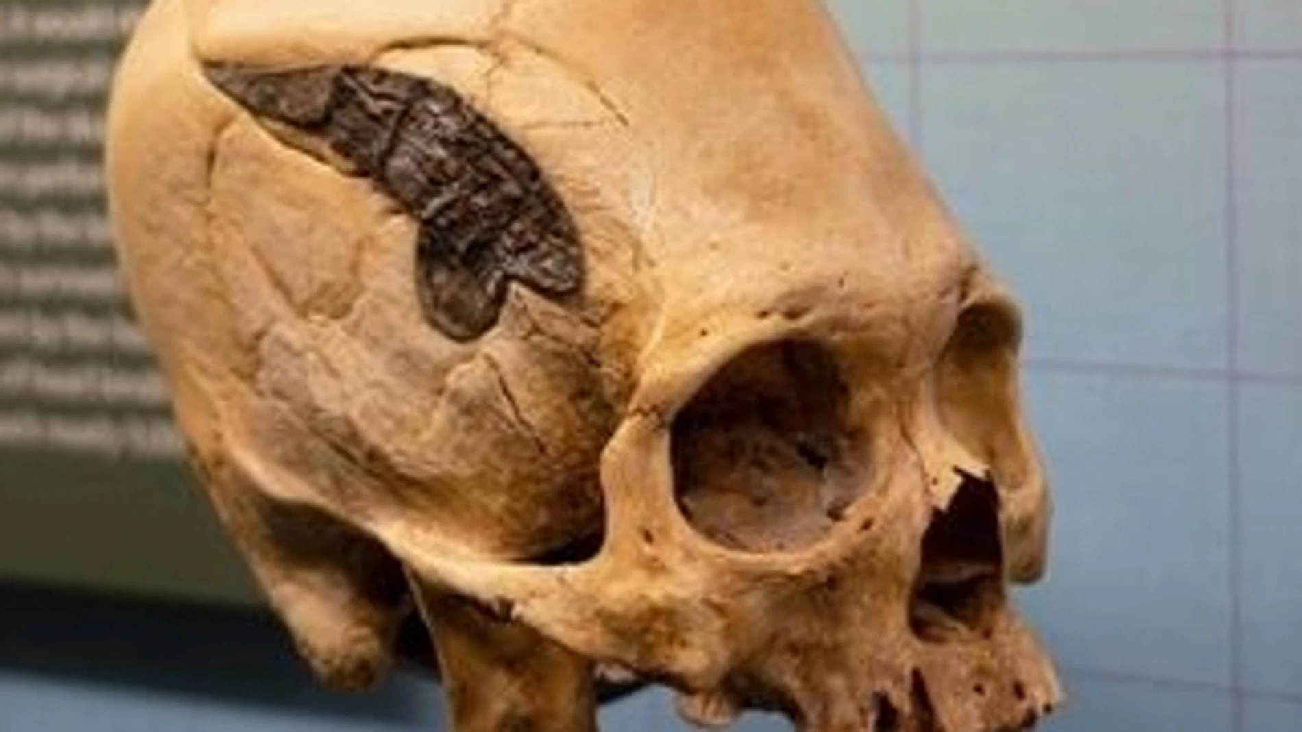 Cráneo perteneciente a un guerrero peruano