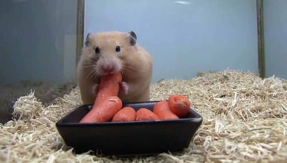 En la imagen, un hámster comiendo zanahoria | Fuente: Europa Press