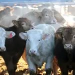 Las vacas de la ganadera condenada salían por su cuenta de la explotación, paseaban por la carretera y provocaban accidentes