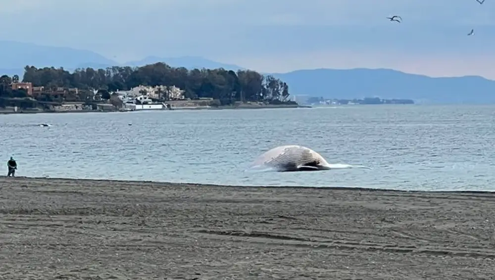 La ballena aparecida en Estepona