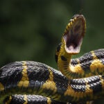 Este hallazgo fue la mayor colección de serpientes que había visto en más de 30 años el jefe de control de animales del condado de Maryland