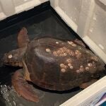 La tortuga "Caretta caretta", un macho de 40 kilos, ha sido bautizado como "Bonanza", como el puerto de Sanlúcar de Barrameda al que fue trasladada por la tripulación del buque de arrastre "Estele y Miriam". EFE/ "Hombre y Territorio"