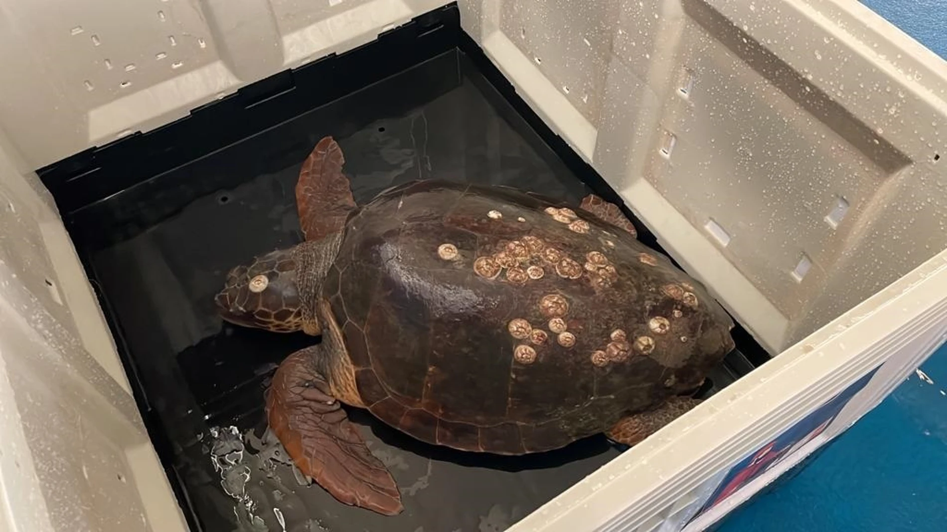 La tortuga "Caretta caretta", un macho de 40 kilos, ha sido bautizado como "Bonanza", como el puerto de Sanlúcar de Barrameda al que fue trasladada por la tripulación del buque de arrastre "Estele y Miriam". EFE/ "Hombre y Territorio"