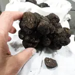 Trufa negra de un cuarto de kilo cosechada en el Vivero Provincial de Zamora