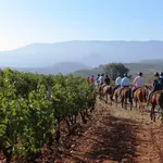 Paseos a caballo por los viñedos de la ribera del Duero vallisoletana