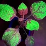 La planta productora de la proteína verde fluorescente GFP