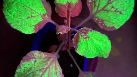 La planta productora de la proteína verde fluorescente GFP