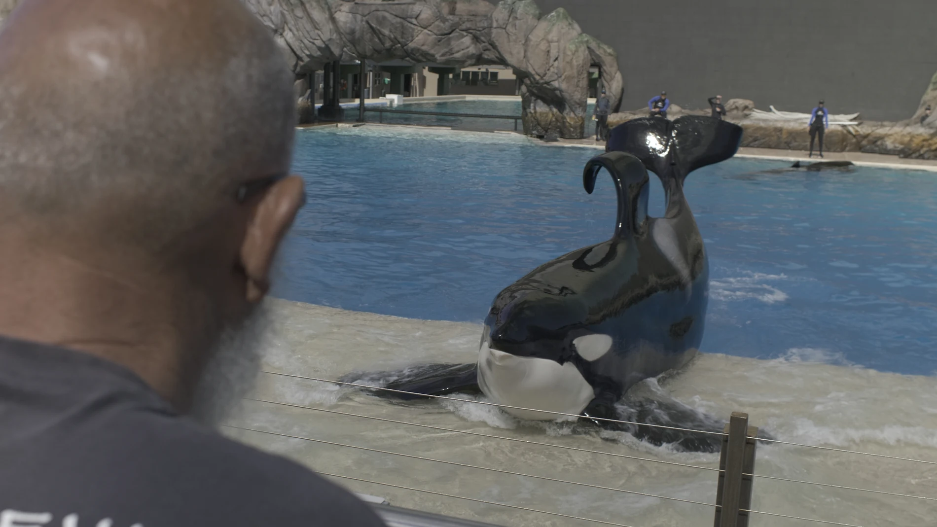 La orca Ulisses en su pecera del SeaWorld de San Diego, observada por Albert López