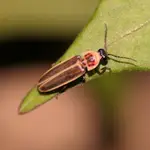 Ejemplar macho de ‘Photinus signaticolis’, la luciérnaga de origen americano que emite luminiscencia durante el vuelo. EFE/ Grup Cucadellum-ICHN