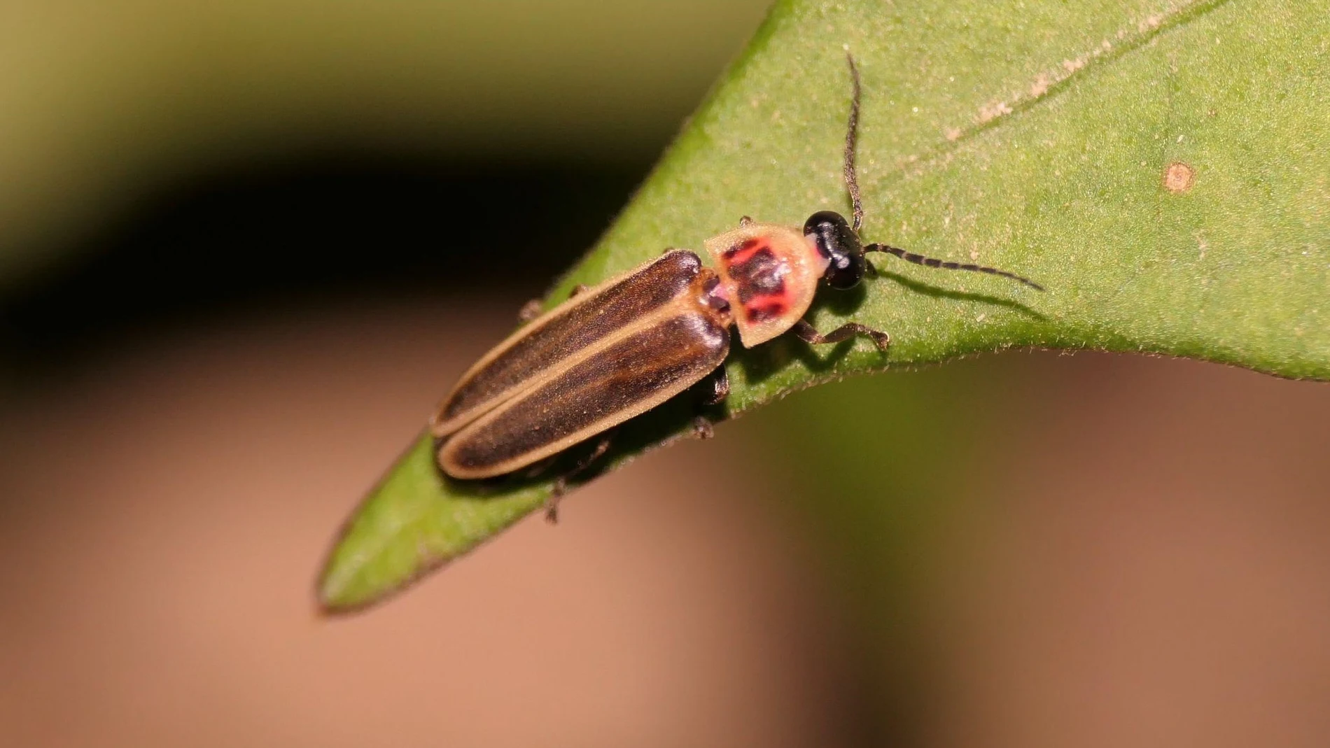 Ejemplar macho de ‘Photinus signaticolis’, la luciérnaga de origen americano que emite luminiscencia durante el vuelo. EFE/ Grup Cucadellum-ICHN