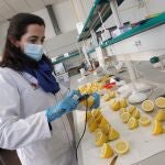 Pilar Legua realiza mediciones en limones cultivados con los sedimentos que se obtienen de la dragan del lecho marino de los puertos