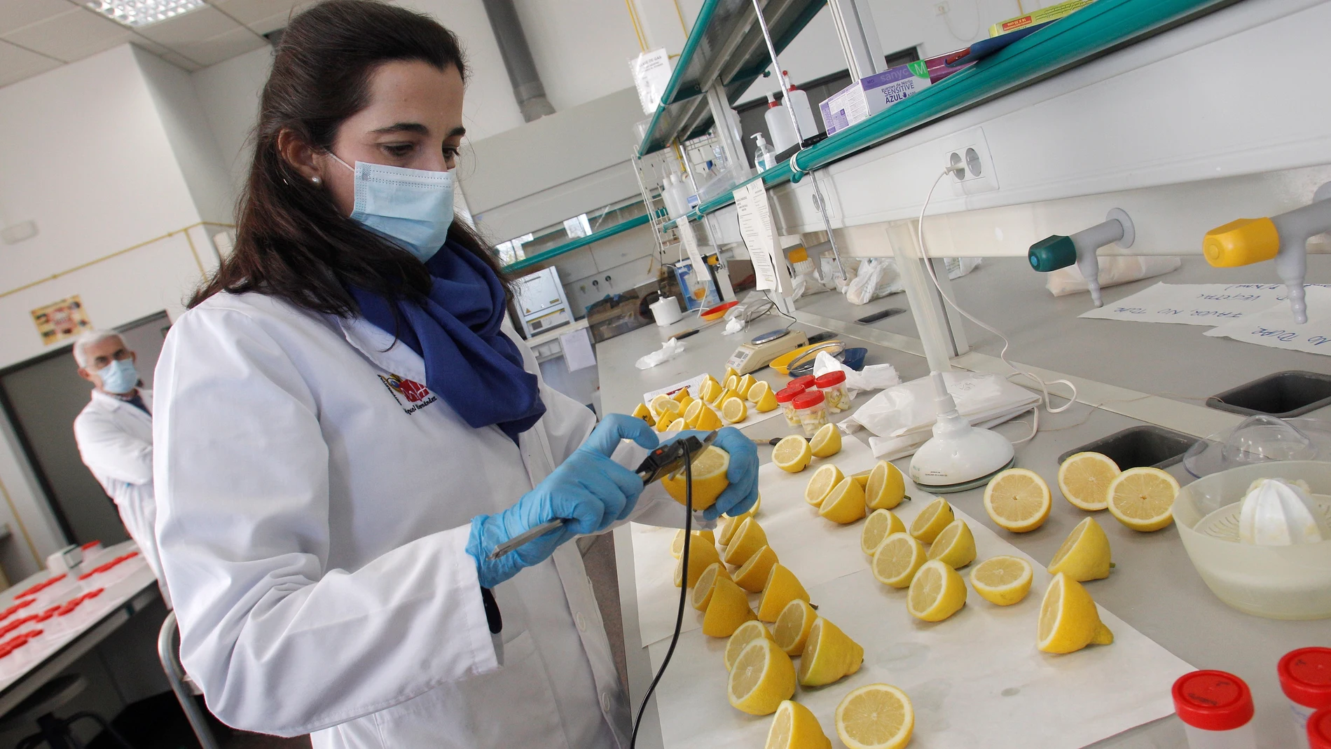 Pilar Legua realiza mediciones en limones cultivados con los sedimentos que se obtienen de la dragan del lecho marino de los puertos