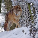 Lobo paseando entre la nieve