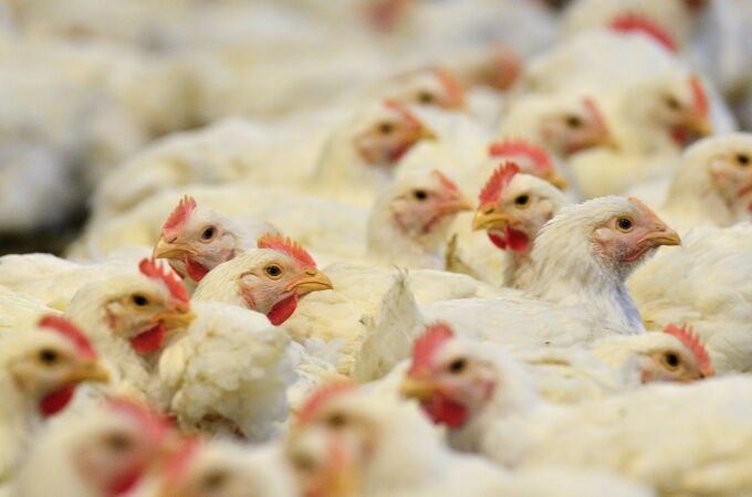 La inflación ha disparado el coste de criar pollos