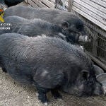 Los animales se encuentran a disposición de la Dirección General de Medio Natural