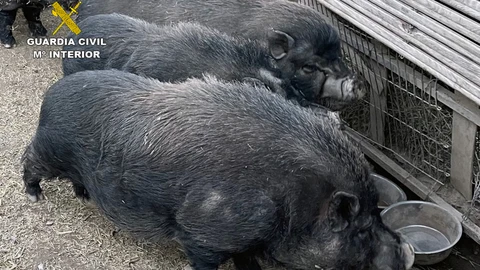 Los animales se encuentran a disposición de la Dirección General de Medio Natural