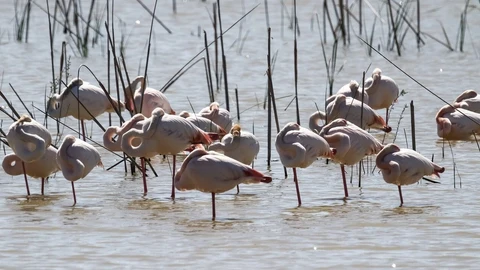 Flamencos en Doñana